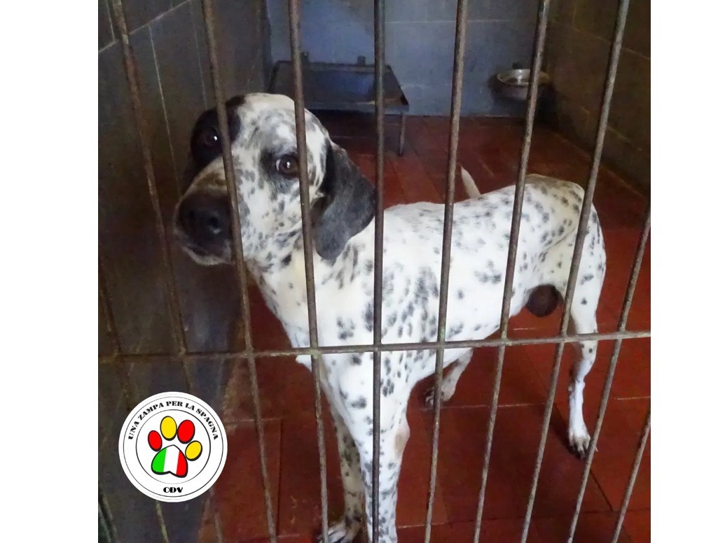 Adozione cane, maschio, Dalmata Razza sconosciuta, 3 anni e 9 mesi, taglia media, Milano
