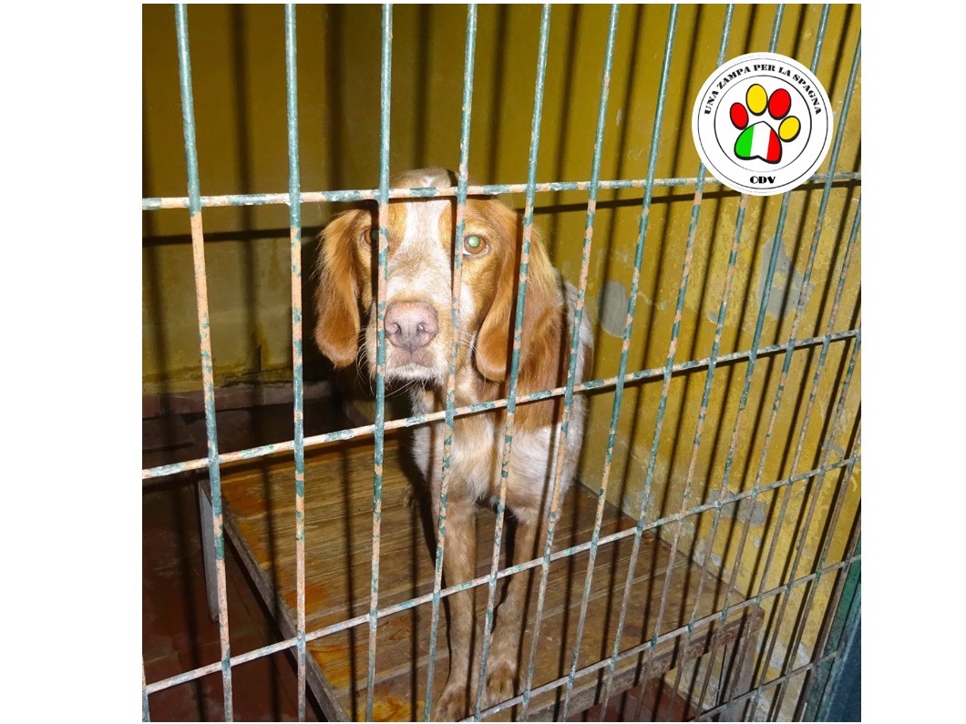 Adozione cane, maschio, Razza sconosciuta Razza sconosciuta, 3 anni e 8 mesi, taglia media contenuta, Milano