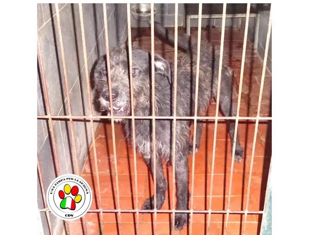 Adozione cane, maschio, Razza sconosciuta Razza sconosciuta, 2 anni e 9 mesi, taglia piccola, Milano