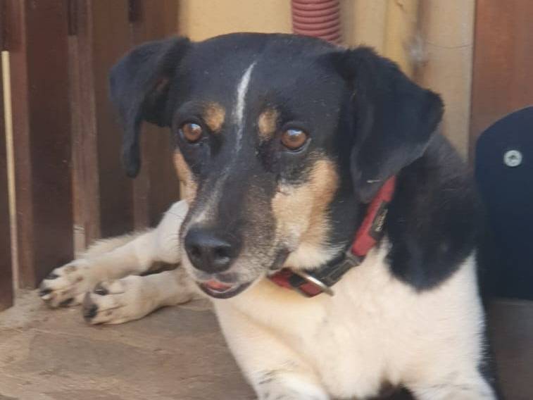 Vuoi adottare un cane a Roma?