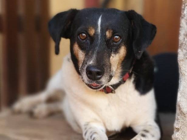 Adotta il cane Molly a Roma