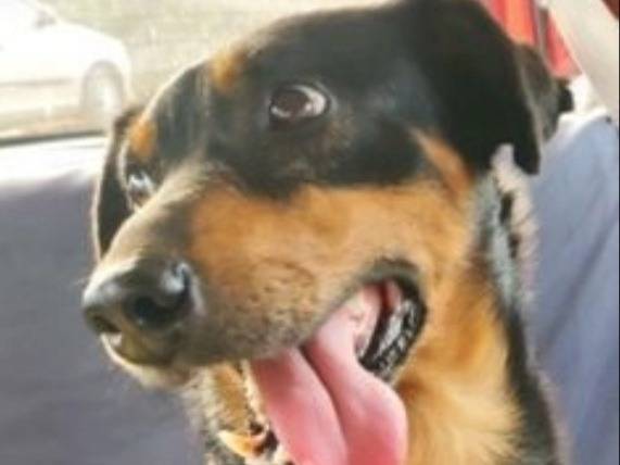 Adozione cane, maschio, Razza sconosciuta Razza sconosciuta, 3 anni  e 5 mesi , taglia piccola, Cagliari