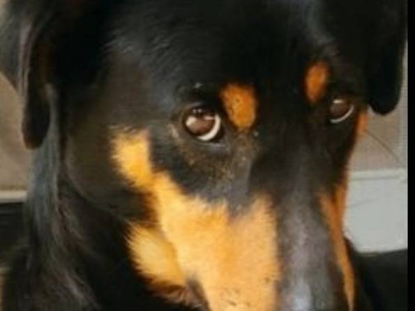 Adotta un cane, maschio, 3 anni  e 5 mesi , Cagliari