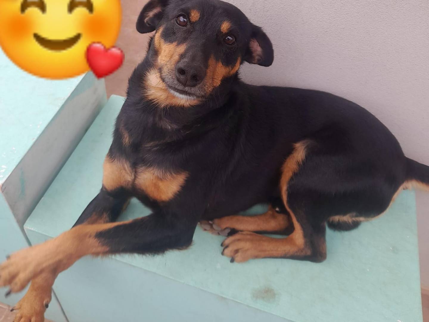 Adotta un cane, taglia piccola, maschio, Cagliari