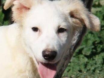 Adozione cane, maschio, Pastore maremmano Razza sconosciuta, 1 anno e 4 mesi, taglia media contenuta, Cagliari