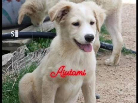 Adotta un cane, maschio, 1 anno e 4 mesi, Cagliari