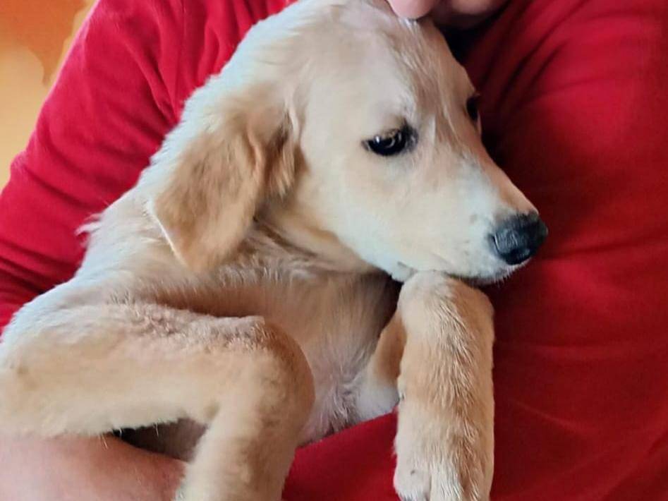 Adotta un cane, taglia media contenuta, maschio, Cagliari