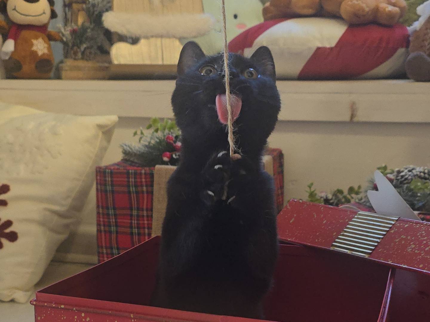 Adozione gatto, femmina, Razza sconosciuta Razza sconosciuta, 2 anni e 1 mese, taglia non valida, Bari