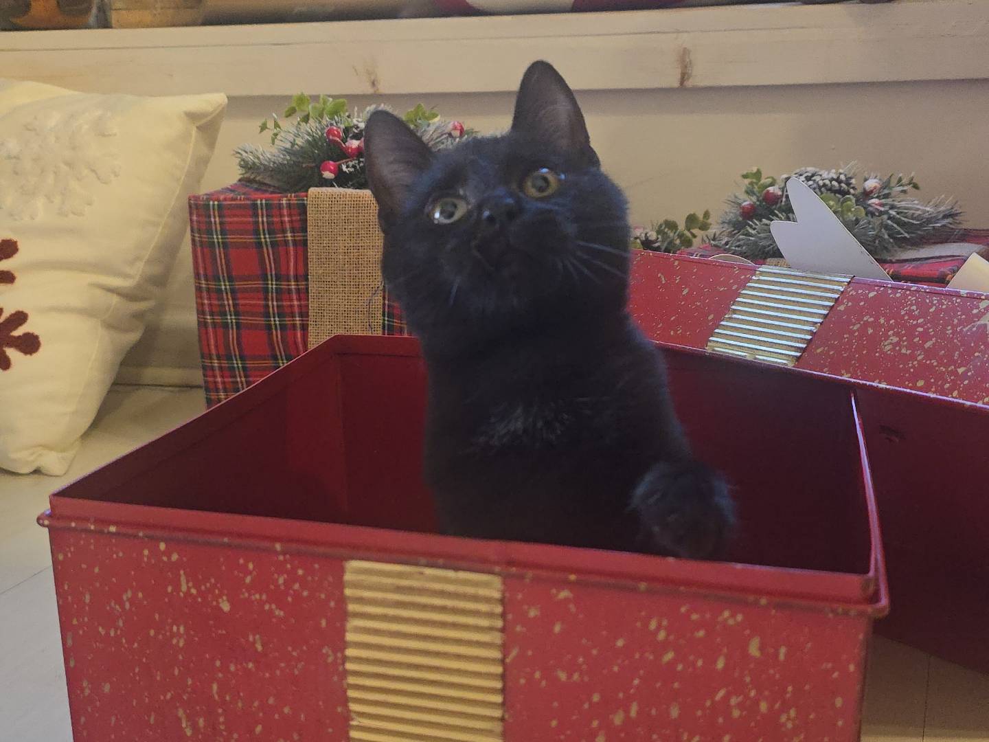 Adotta un gatto, femmina, 2 anni e 1 mese, Bari
