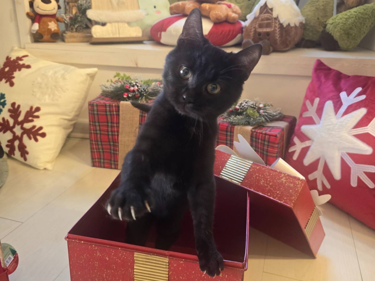 Adotta un gatto, taglia non valida, femmina, Bari
