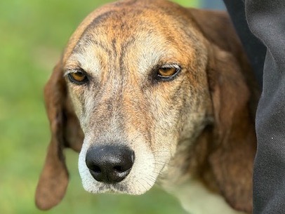 Foto dell'animale