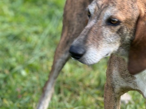 Foto 2 dell'animale