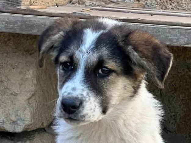 Adozione cane, femmina, Razza sconosciuta Razza sconosciuta, 1 anno e 1 mese, taglia media, Crotone
