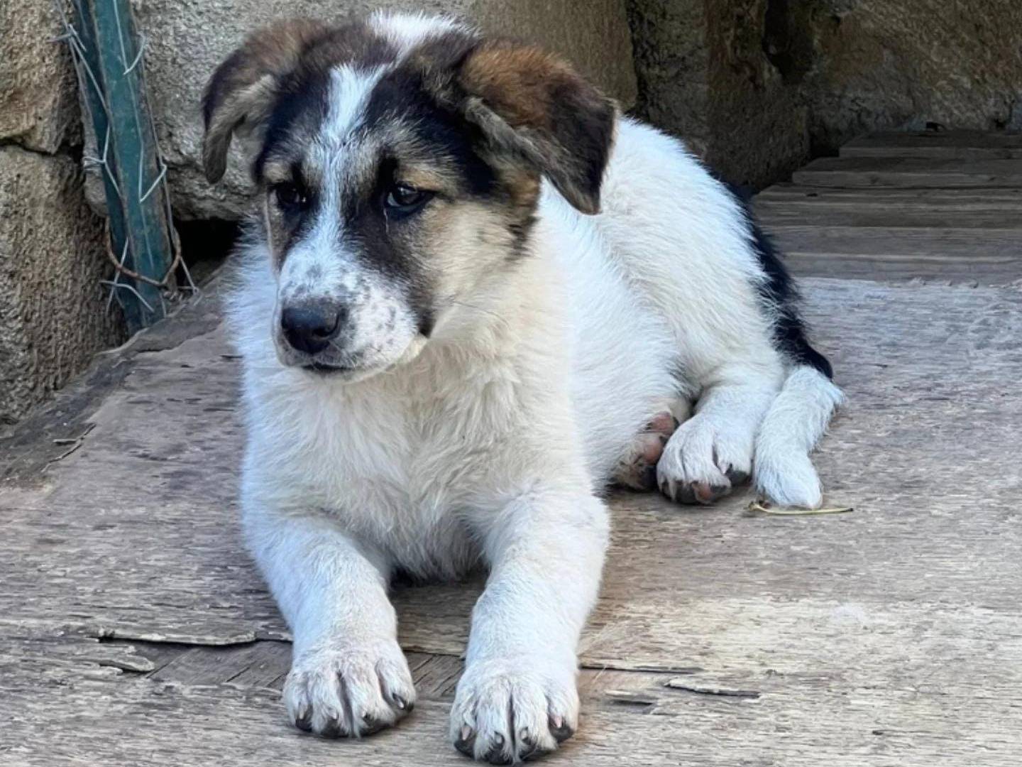 Adotta un cane, femmina, 1 anno e 1 mese, Crotone