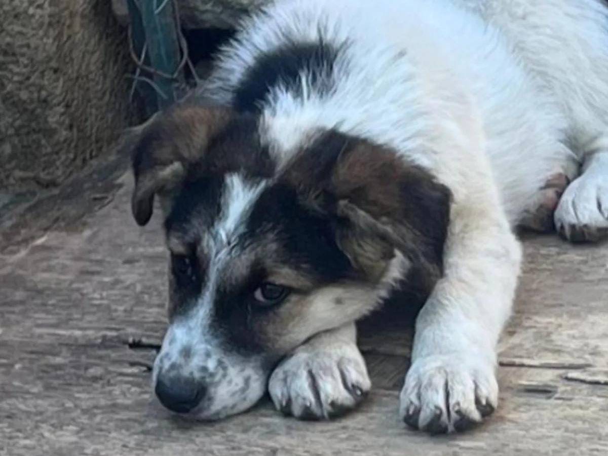 Adotta un cane, taglia media, femmina, Crotone