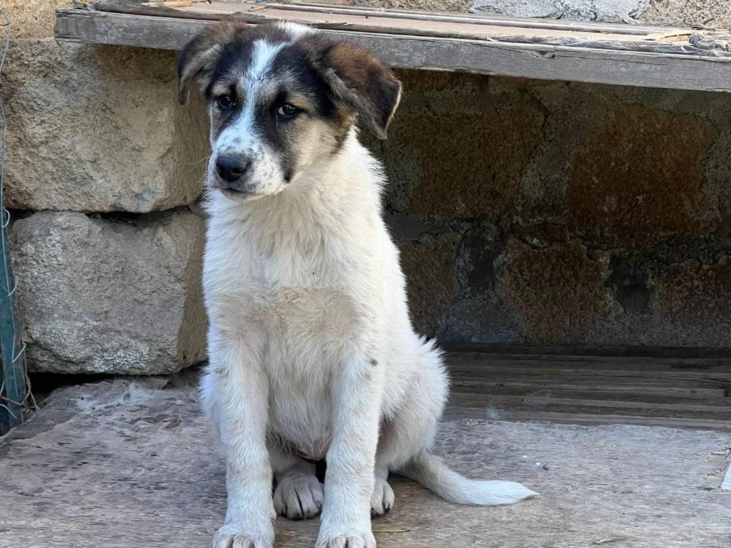 Vuoi adottare un cane a Crotone?