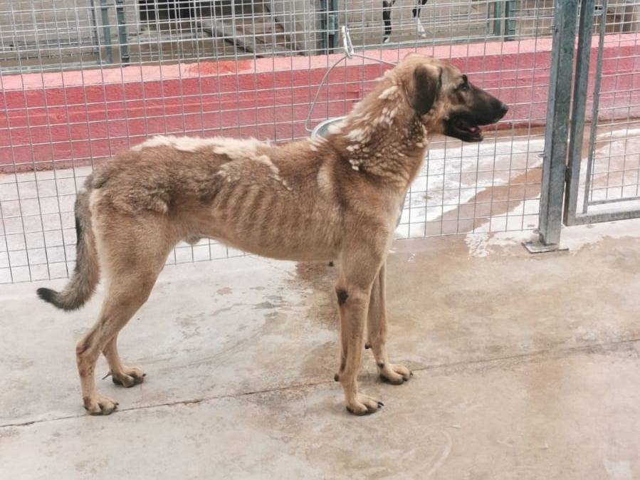 Foto dell'animale