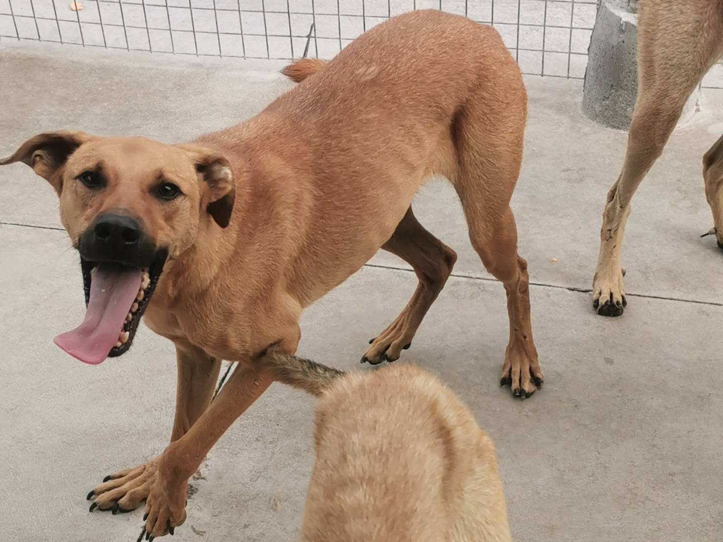 Adotta un cane, maschio, 5 anni  e 3 mesi , Bari