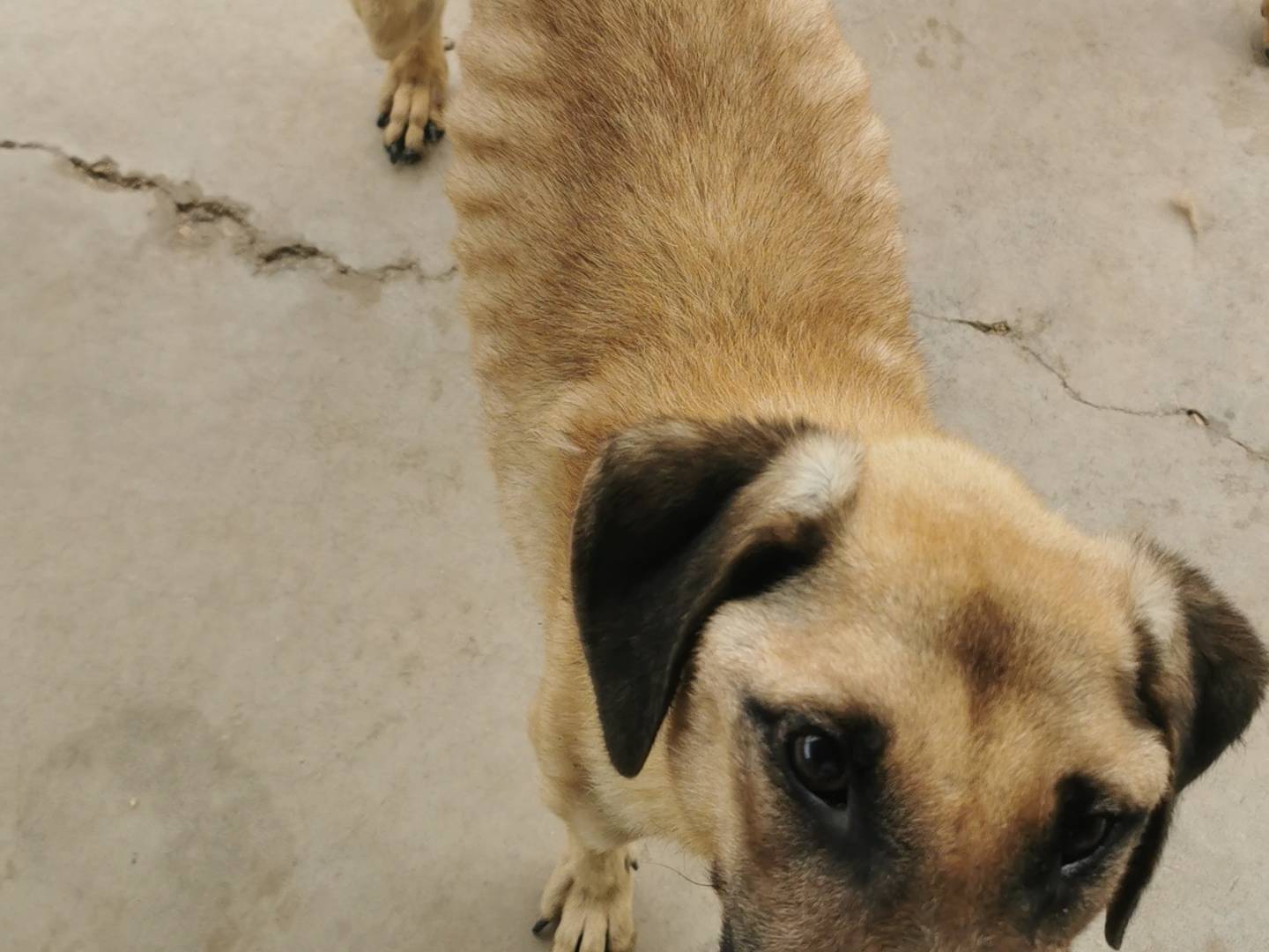 Adotta un cane, taglia media, maschio, Bari