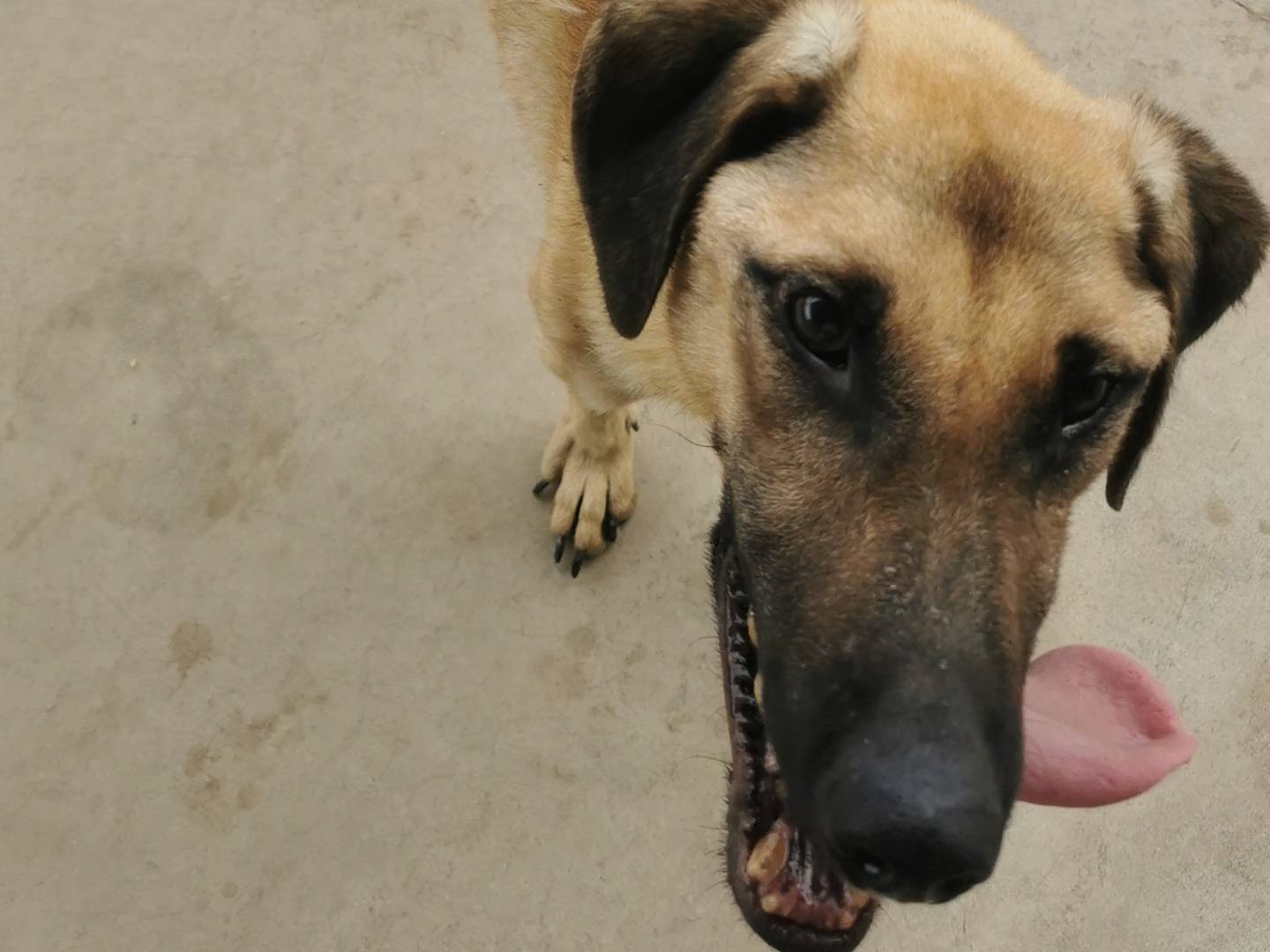 Vuoi adottare un cane a Bari?