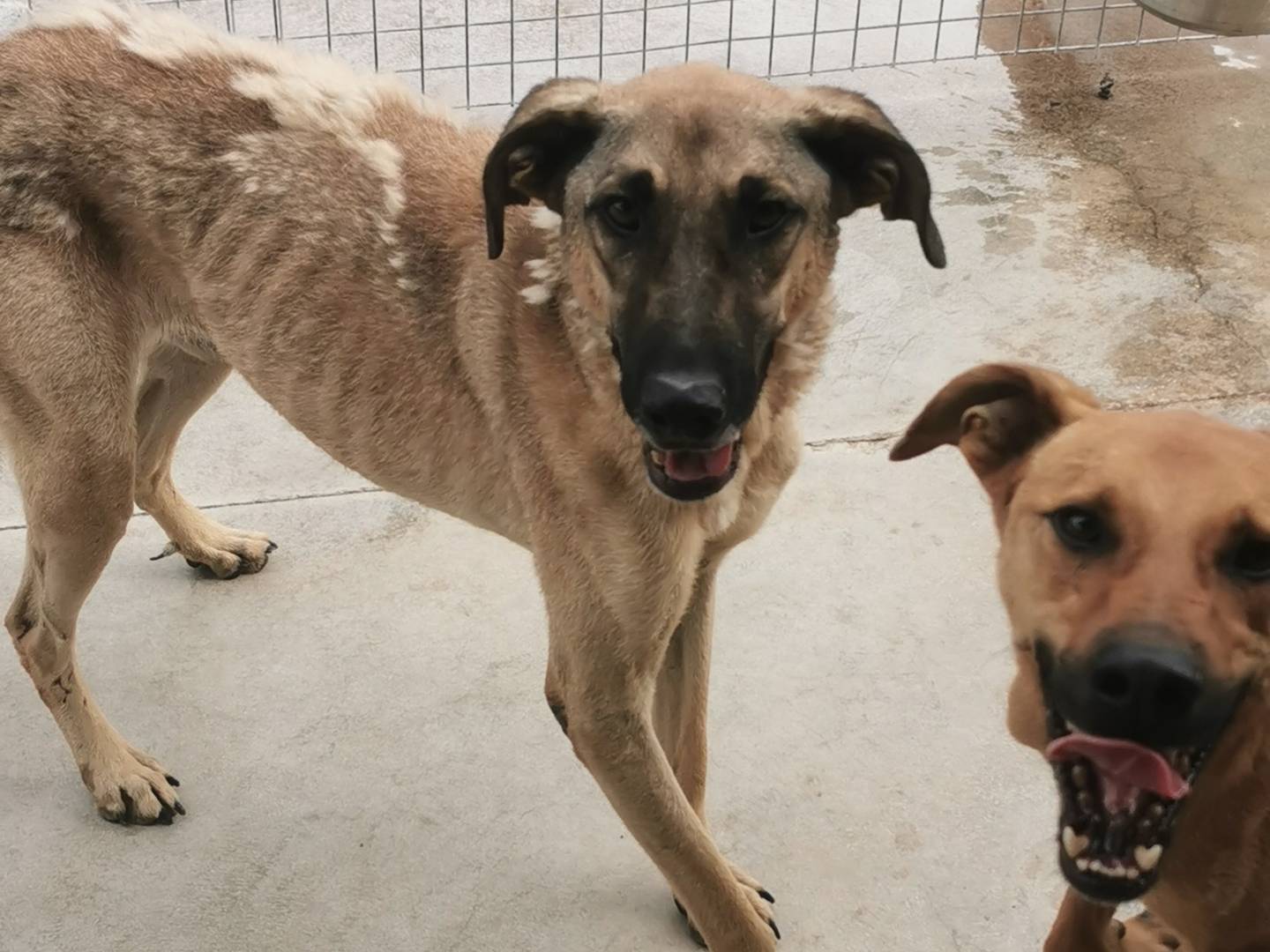 Adotta il cane Lapo Fausto e Ugo a Bari