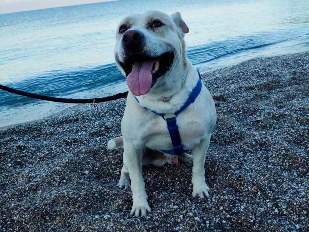 Adotta un cane, taglia grande, maschio, Napoli