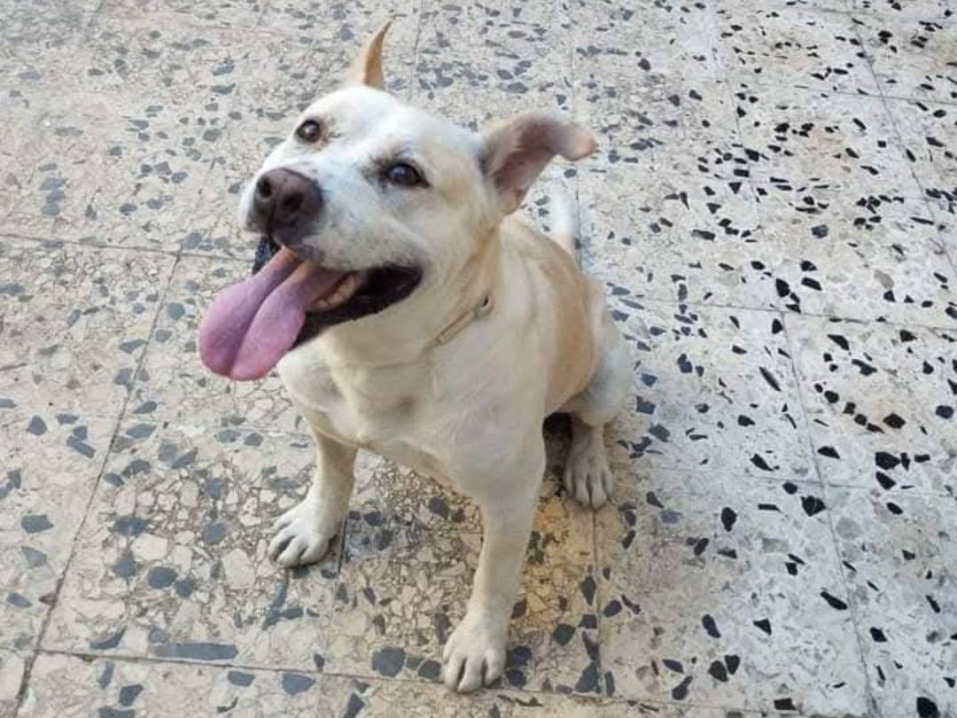 Vuoi adottare un cane a Napoli?
