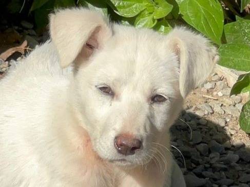 Adozione cane, femmina, Razza sconosciuta Razza sconosciuta, 1 anno e 3 mesi, taglia media, Crotone