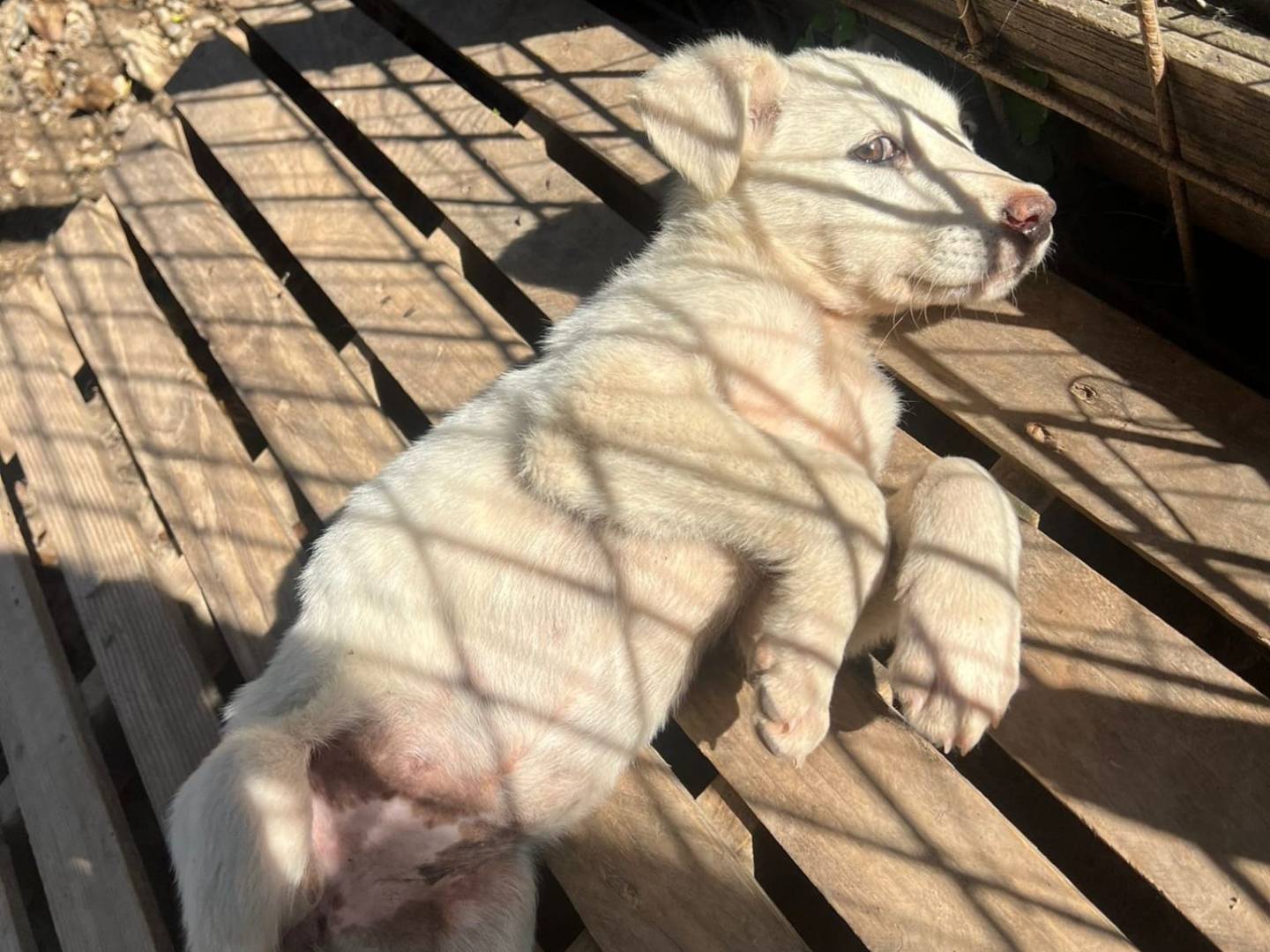 Adotta un cane, femmina, 1 anno e 3 mesi, Crotone