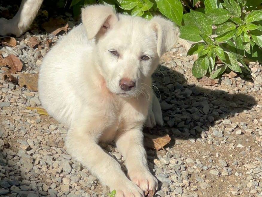 Adotta un cane, taglia media, femmina, Crotone