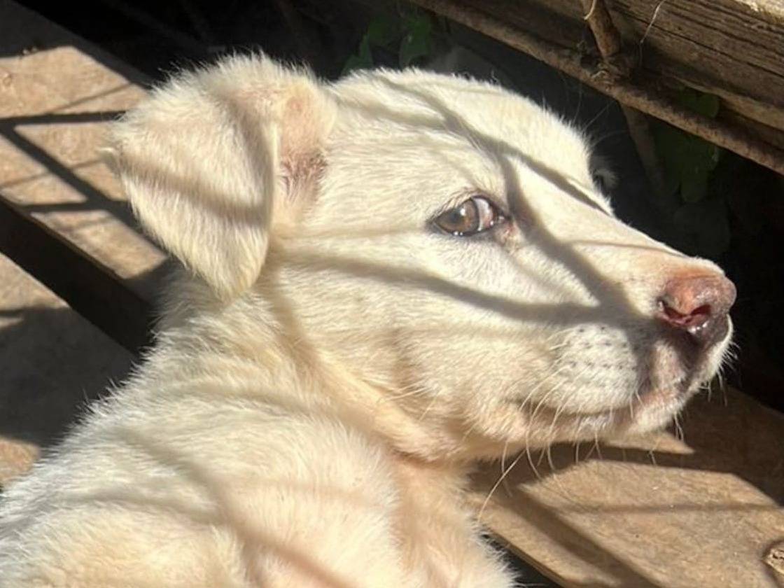 Vuoi adottare un cane a Crotone?