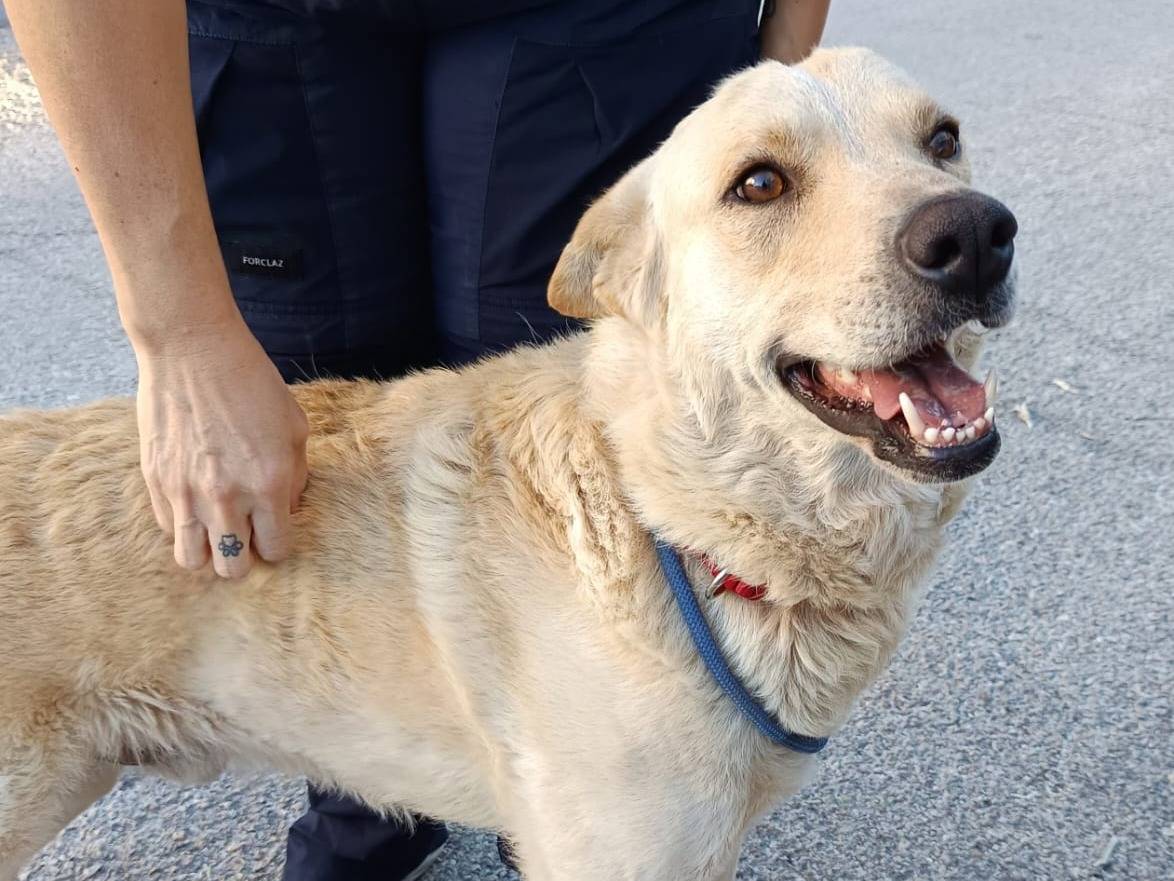 Adotta un cane, maschio, 3 anni  e 2 mesi , Milano
