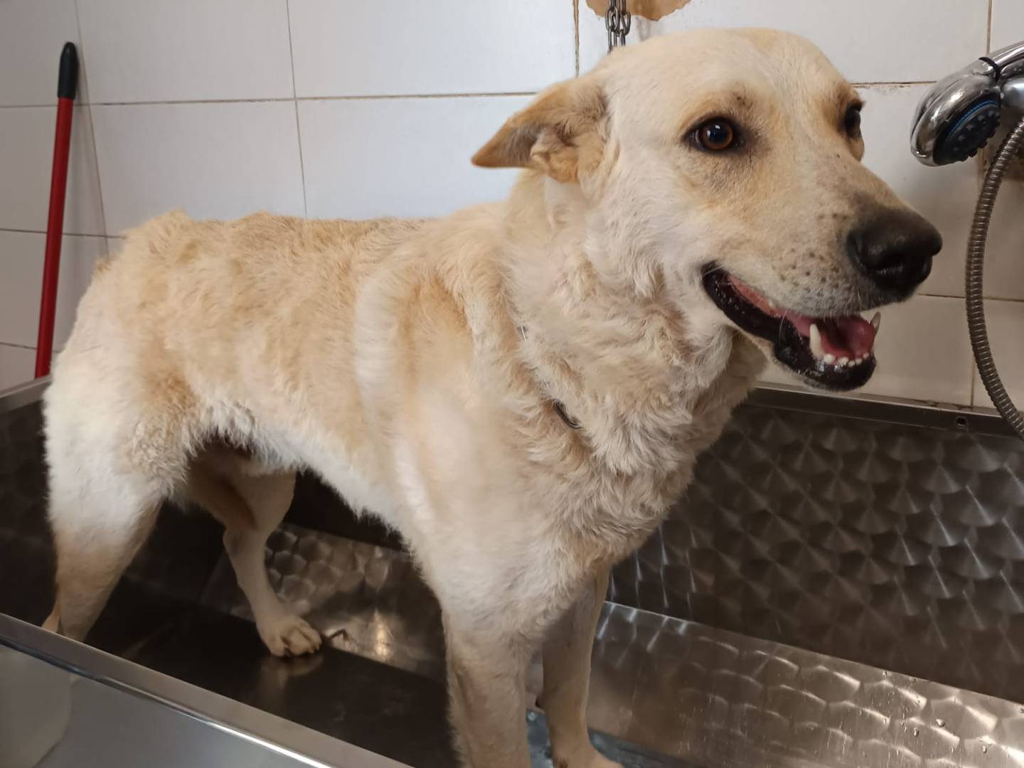 Adotta il cane Ricky a Milano
