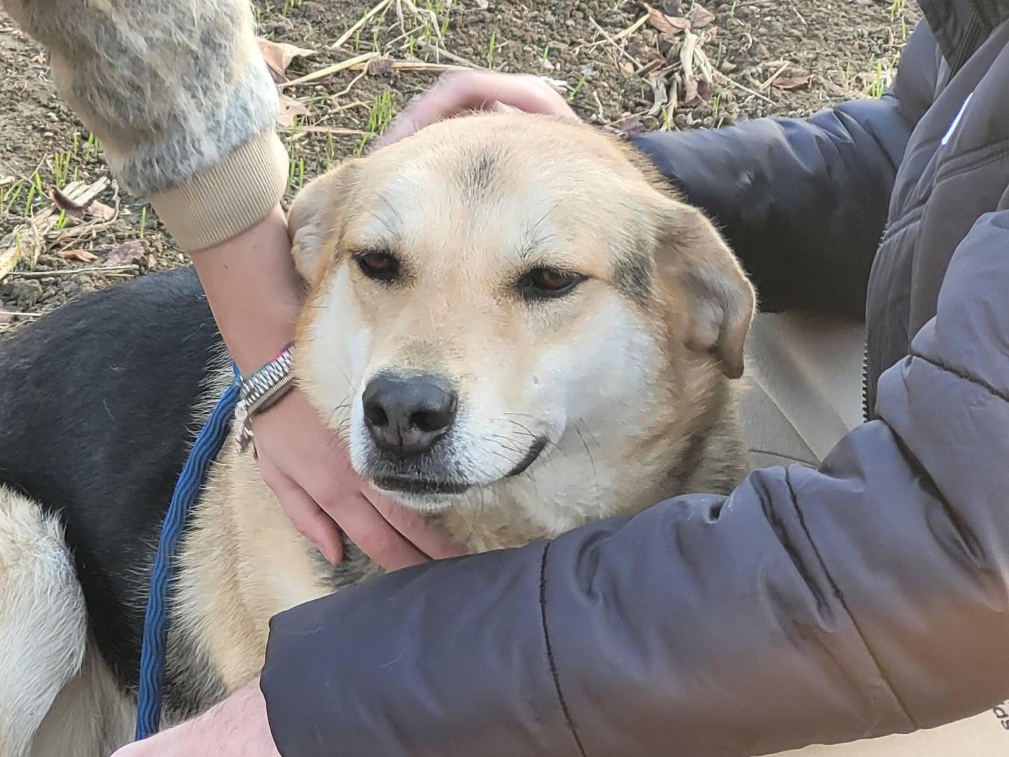 Adotta un cane, taglia media, femmina, Milano