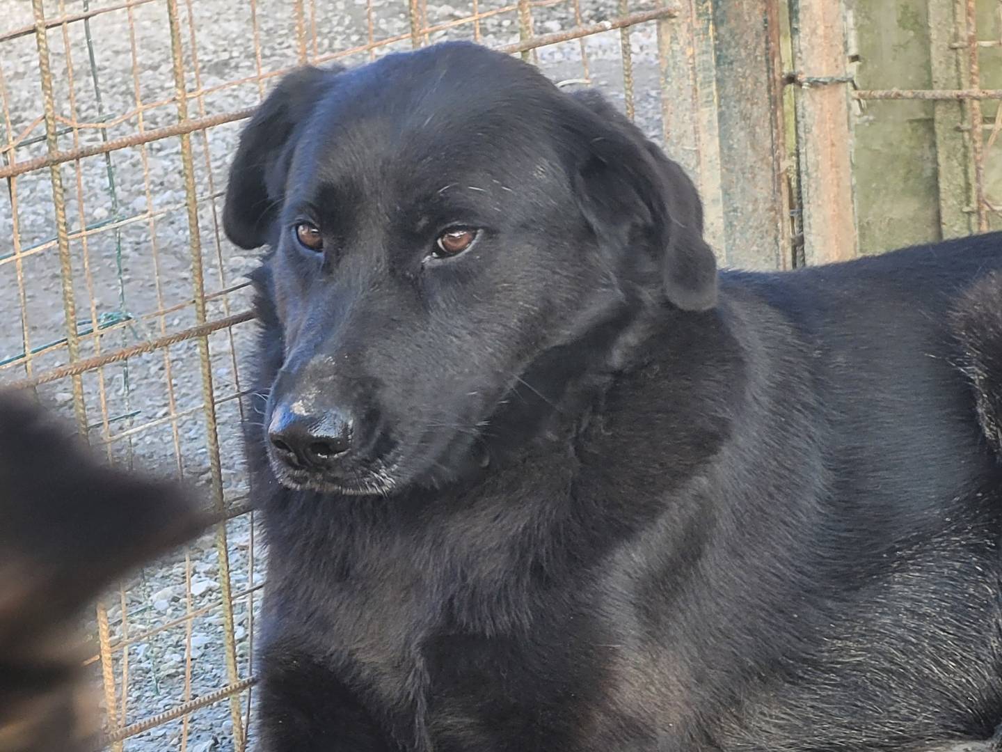 Foto dell'animale