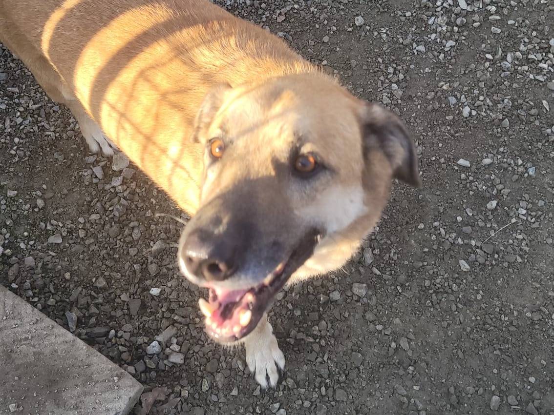 Adozione cane, maschio, Razza sconosciuta Razza sconosciuta, 5 anni e 3 mesi, taglia media, Milano