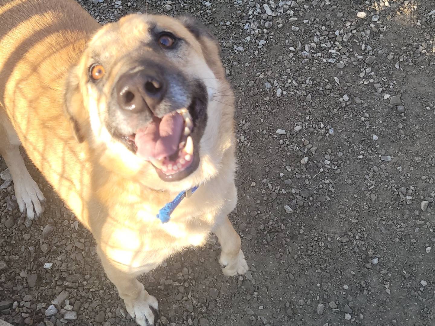 Adotta un cane, maschio, 5 anni e 3 mesi, Milano