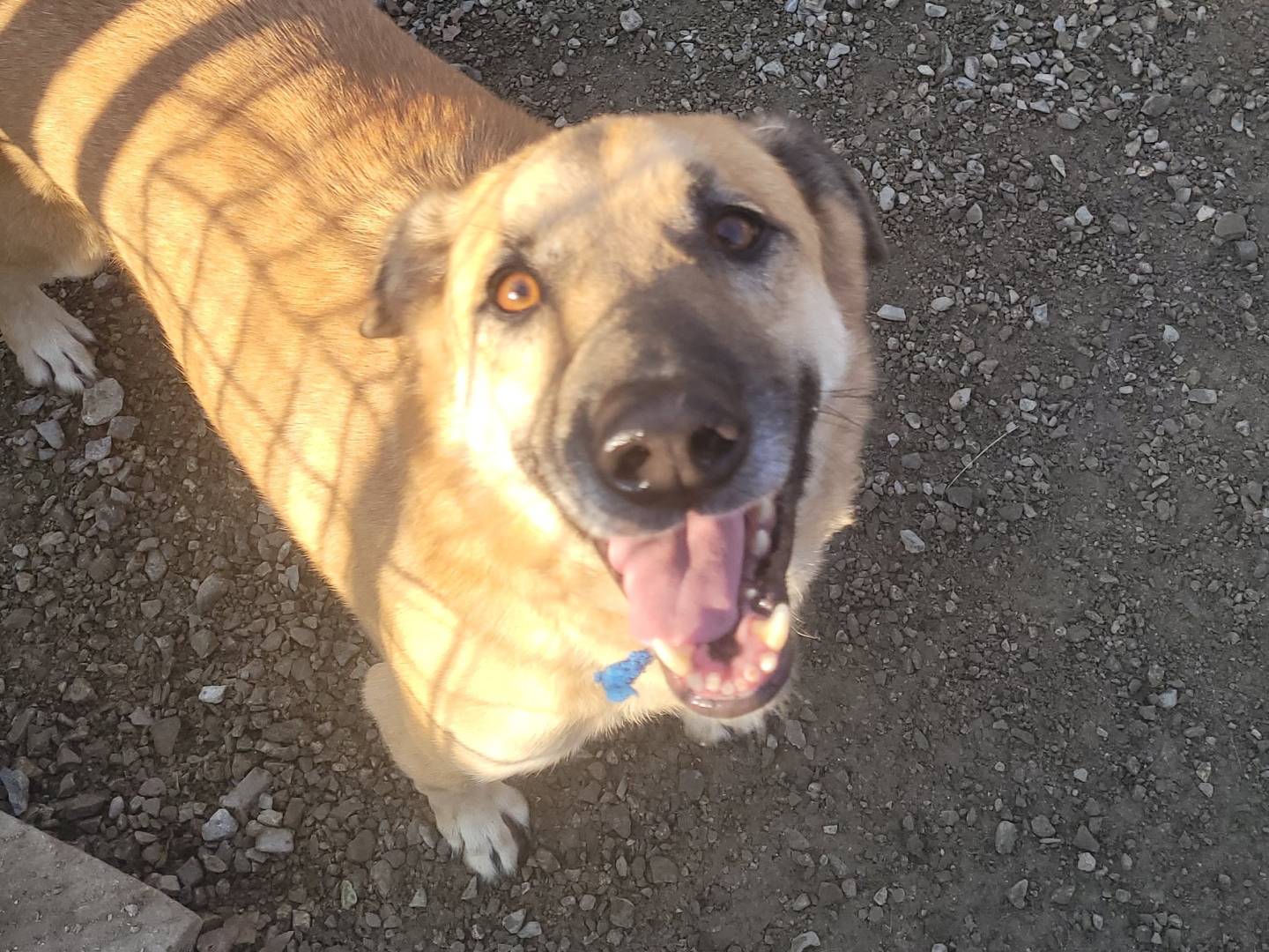 Adotta un cane, taglia media, maschio, Milano