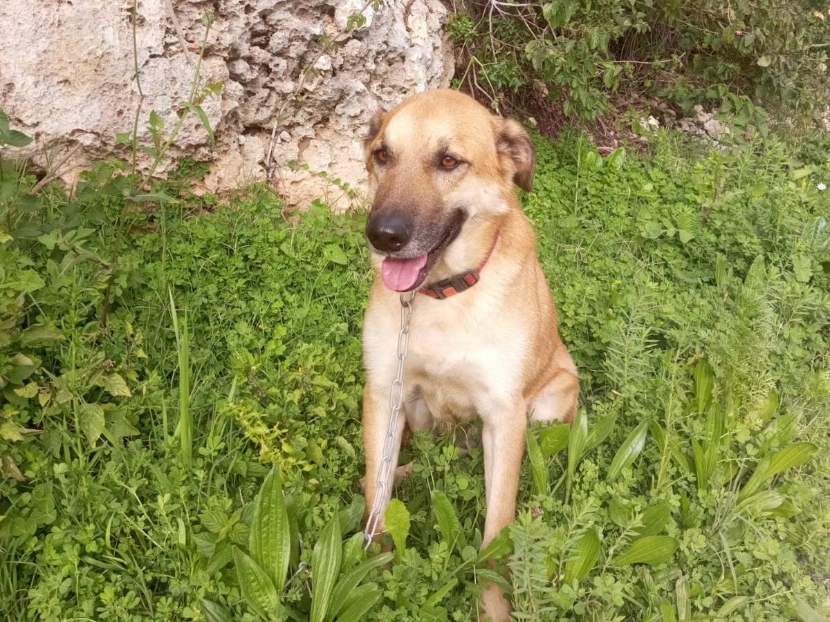 Vuoi adottare un cane a Milano?