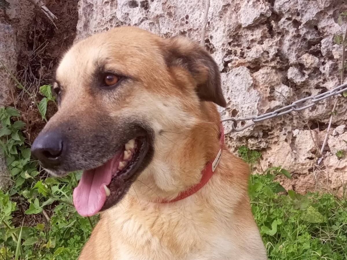 Adotta il cane ODIN a Milano
