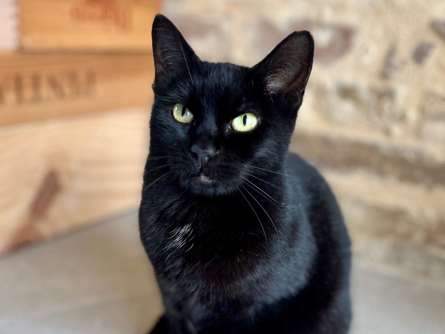 Adozione gatto, femmina, Razza sconosciuta Razza sconosciuta, 3 anni e 4 mesi, taglia non valida, Ancona