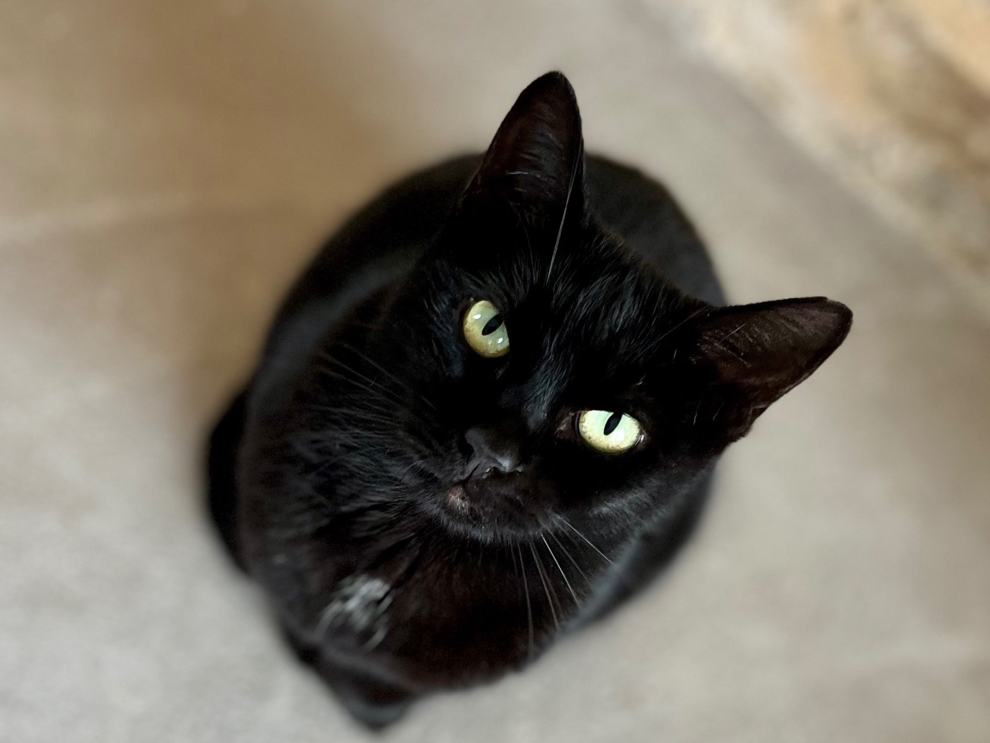 Adotta un gatto, femmina, 3 anni e 4 mesi, Ancona