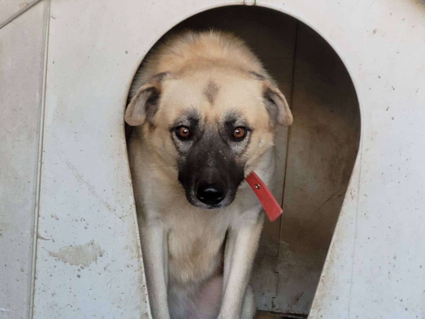 Adotta un cane, taglia media, femmina, Milano