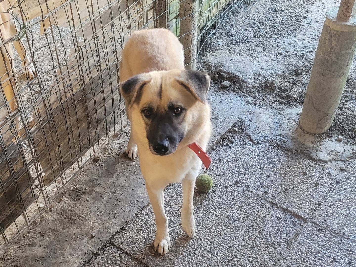 Vuoi adottare un cane a Milano?