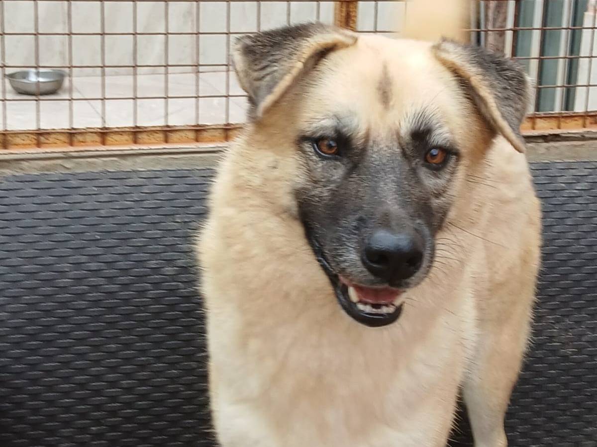 Adotta il cane SHEEVA a Milano