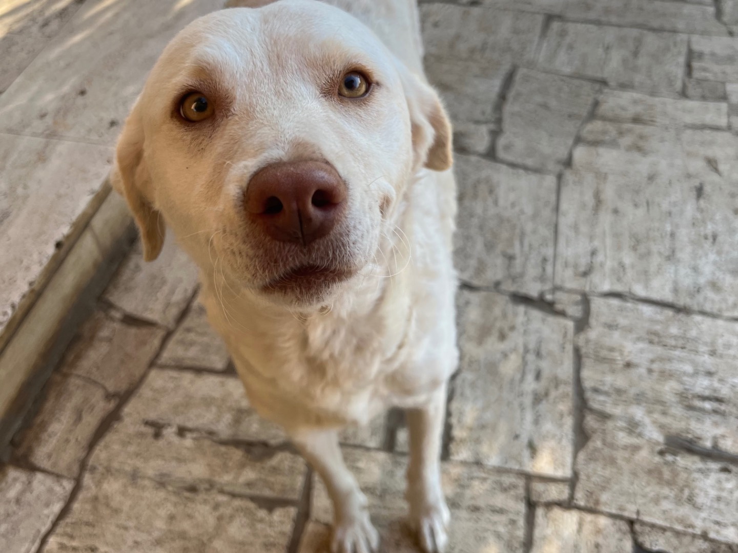 Adotta un cane, femmina, 3 anni  e 10 mesi , Roma