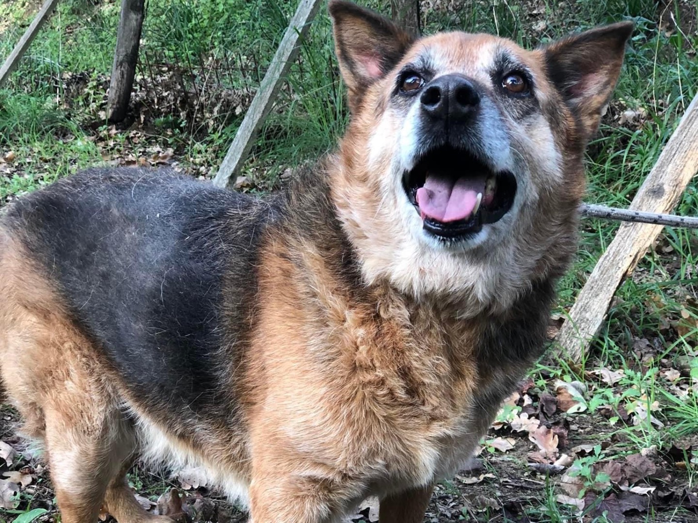 Adotta un cane, femmina, 7 anni  e 5 mesi , Latina