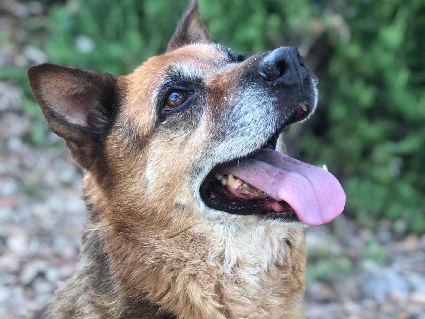 Adotta un cane, taglia grande, femmina, Latina