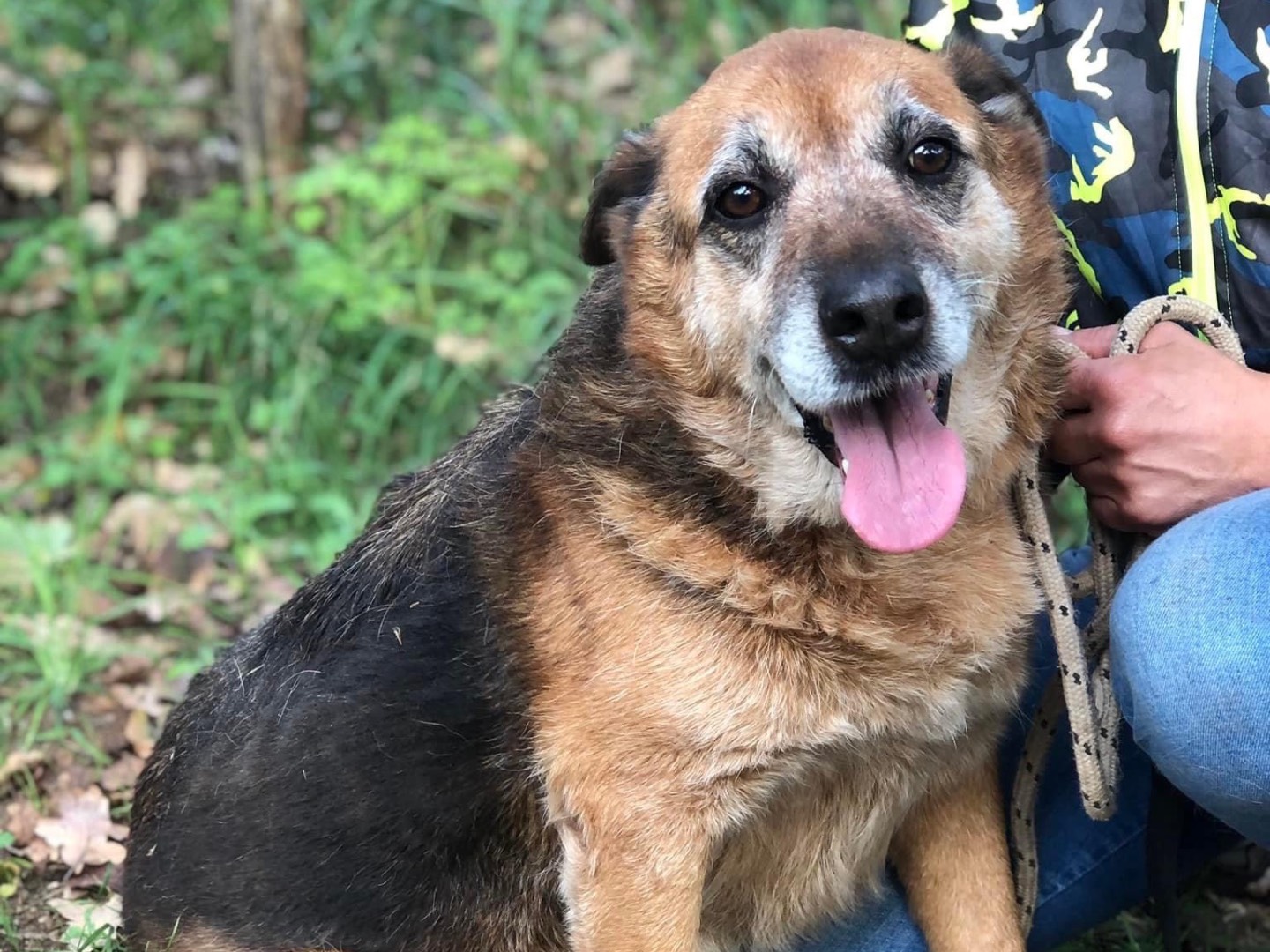 Vuoi adottare un cane a Latina?