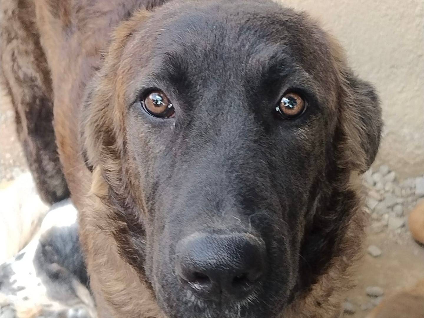 Foto dell'animale